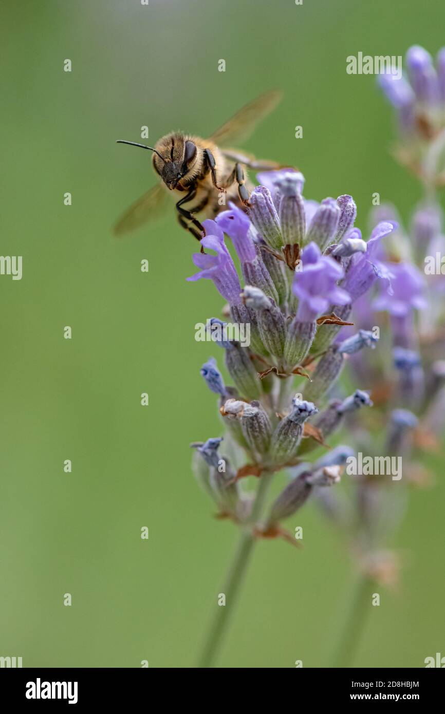 A honey bee foraging for pollen on a spica lavender flower. Stock Photo