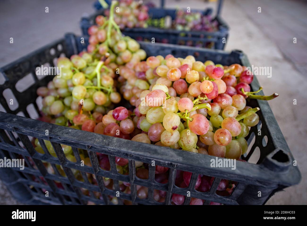 A farmer shows a basket of grapes picked from Xiangyi Grape Farm in ...