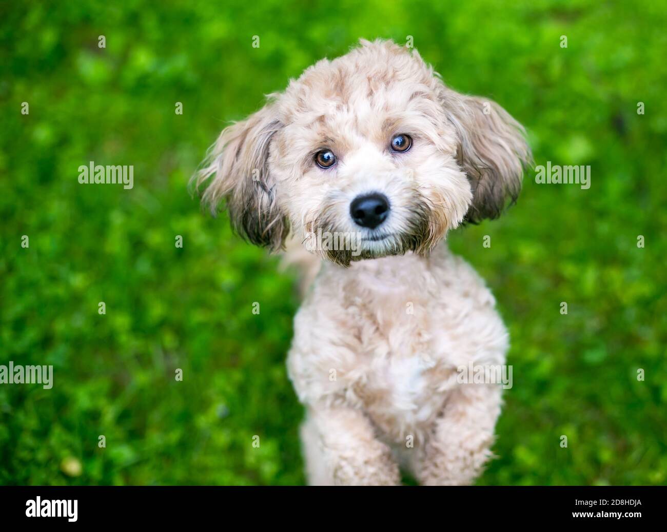 A small Poodle mixed breed dog sitting up in a begging position outdoors Stock Photo