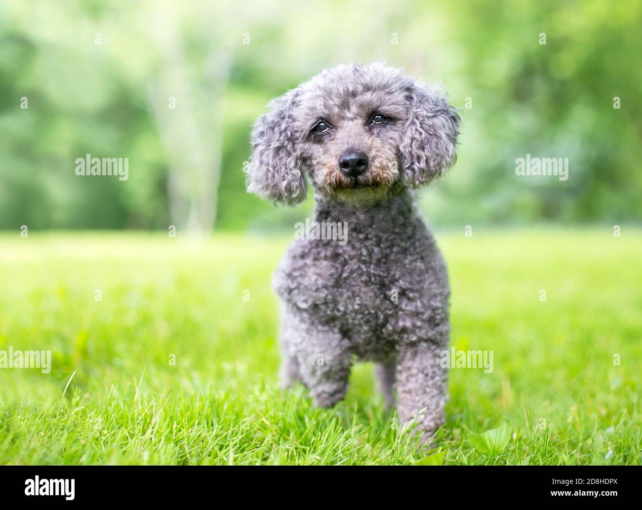 Gray poodle hi-res stock photography and images - Alamy
