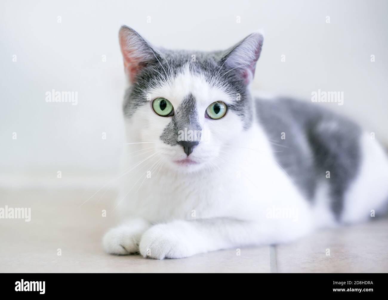 A gray and white shorthair cat with green eyes lying down and looking at the camera Stock Photo
