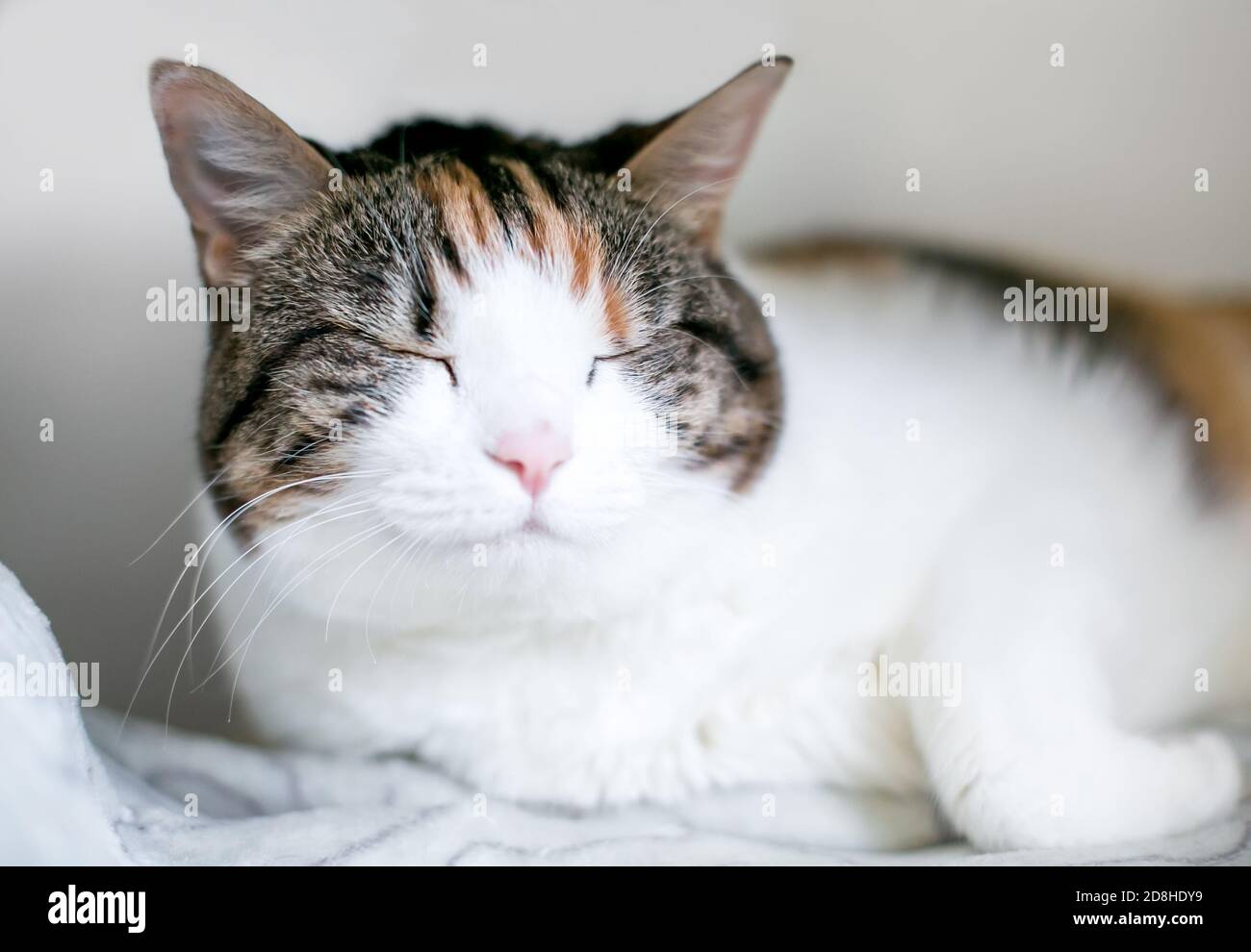 A sleepy calico tabby domestic shorthair cat lying down on a blanket with its eyes closed Stock Photo