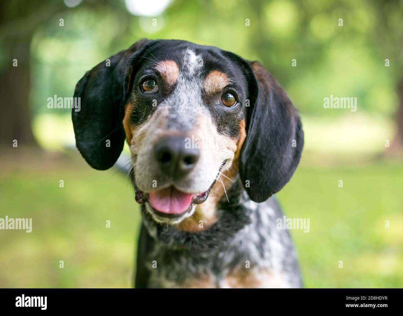 A Bluetick Coonhound dog with a happy expression and listening with a head tilt Stock Photo