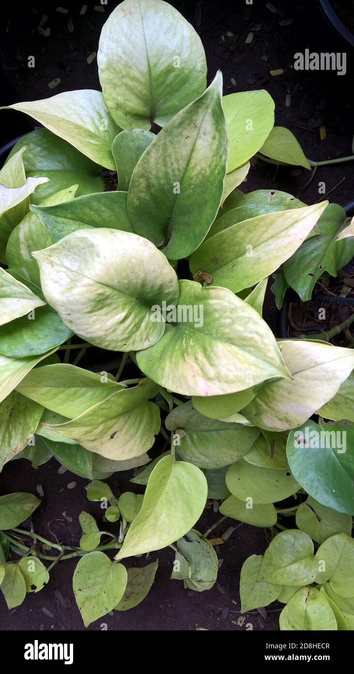 Epipremnum aureum or golden pothos or money plant also called as silver vine, Solomon Islands ivy, marble queen, and taro vine Stock Photo