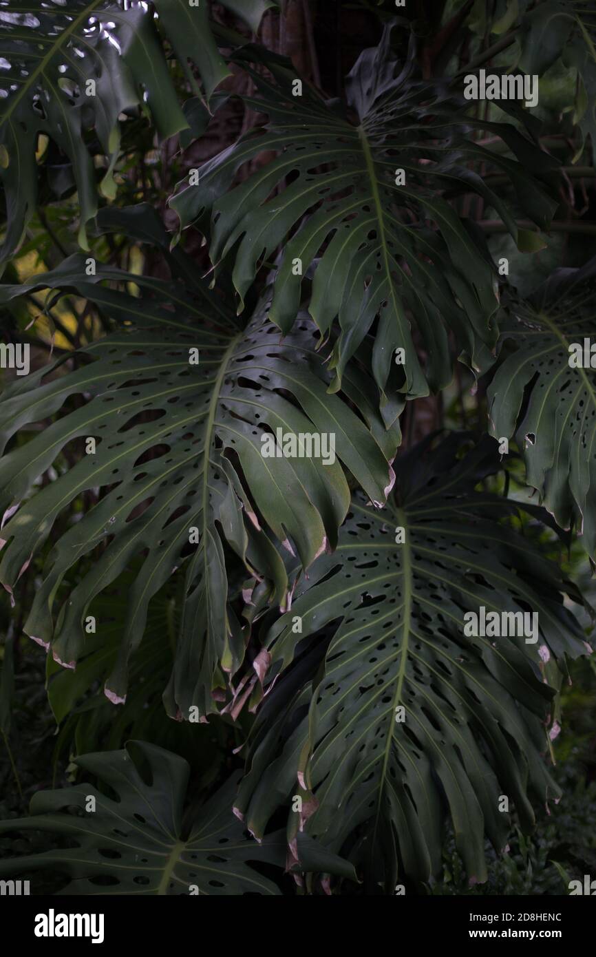 Beautiful giant monstera leaves with defined holes in a tropical forest Stock Photo