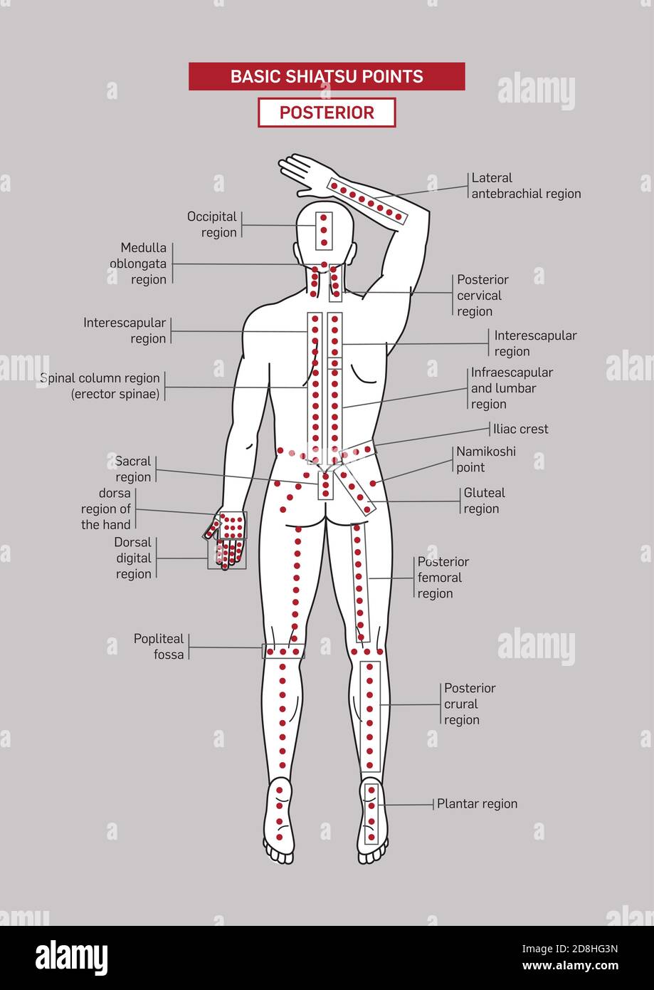 Basic Shiatsu acupressure Points. Male body. Stock Vector