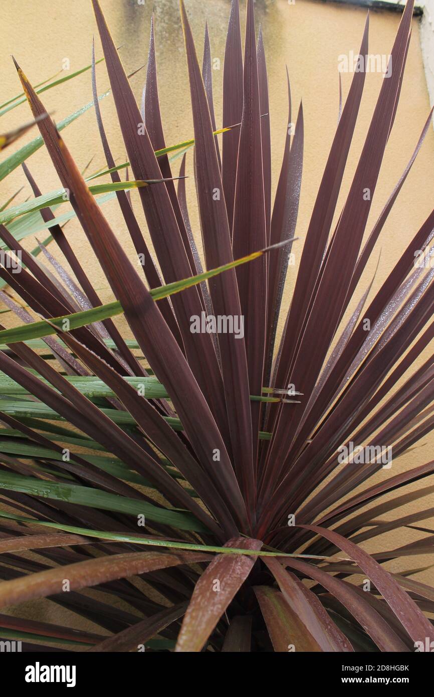 Cabbage palm Red Star leaves - Latin name - Cordyline australis Red Star plant isolated Stock Photo
