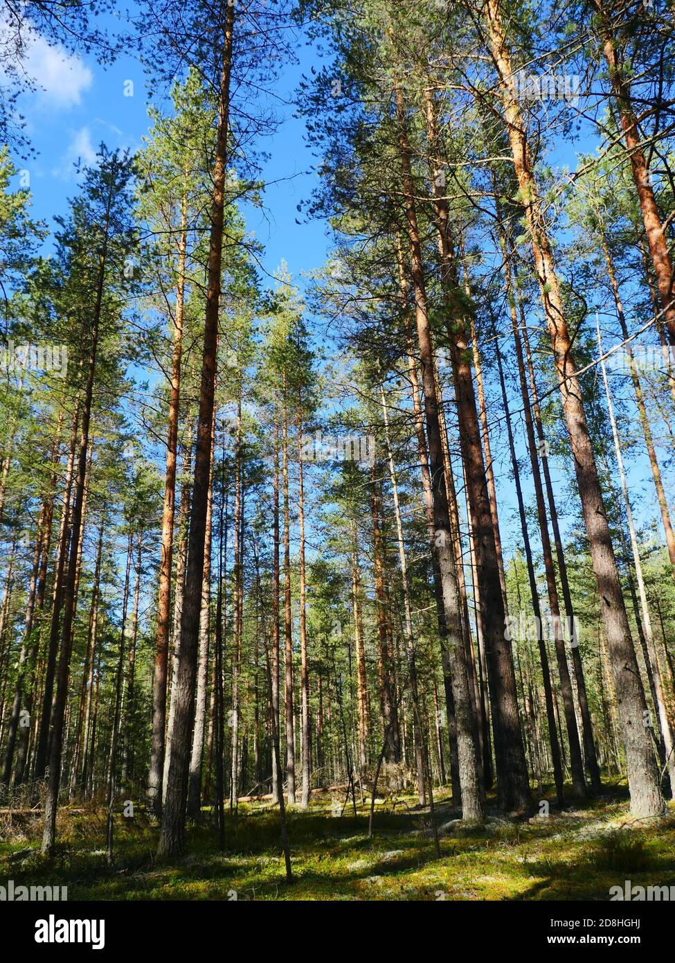tall pine trees illuminated by summer sun beautiful forest landscape ...
