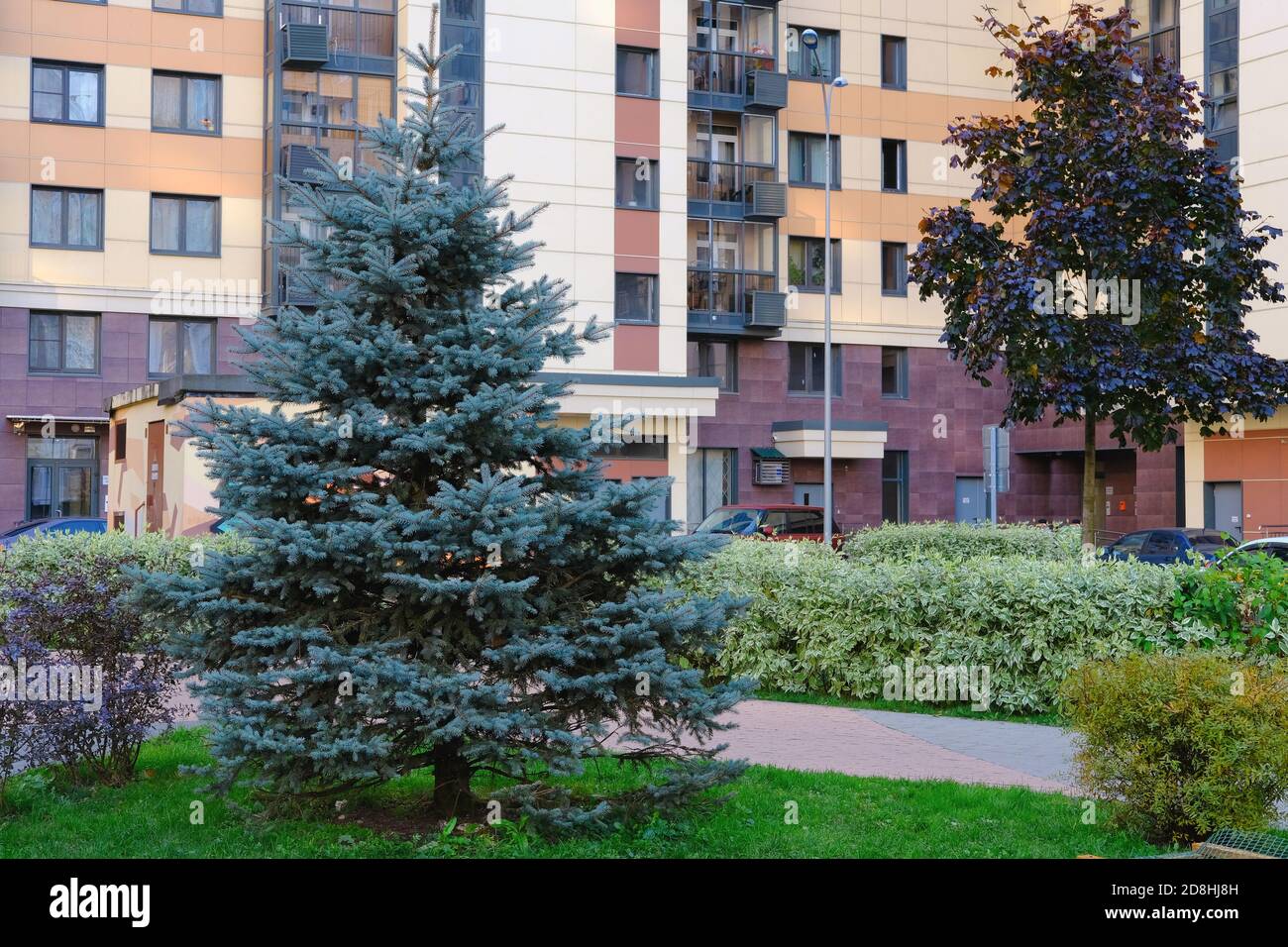 Tall blue fir tree, Picea Pungens or Colorado Blue Spruce, on ornamental lawn in front of large residential building.  Stock Photo
