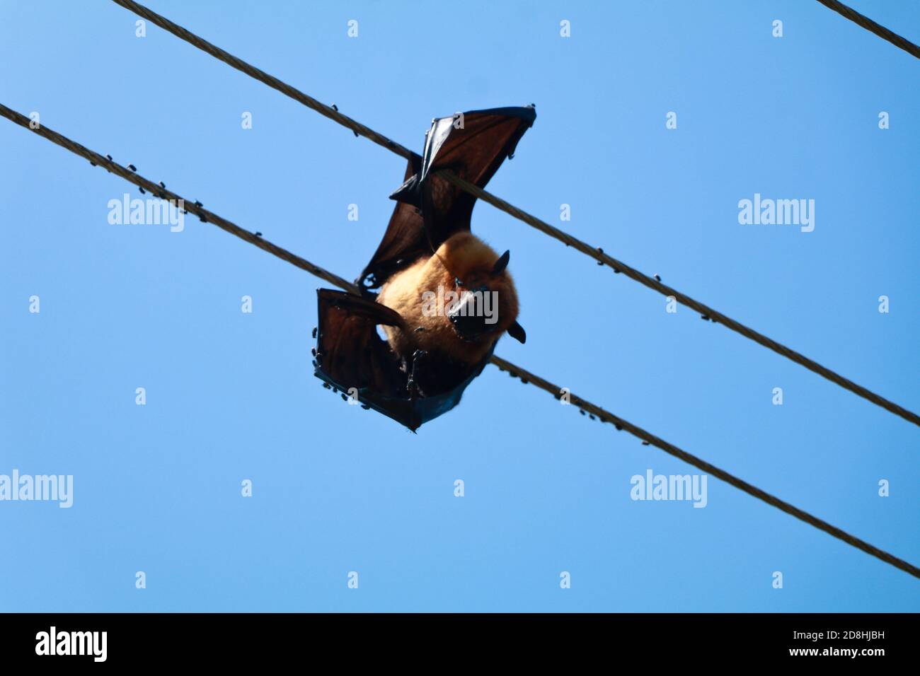 Funnel eared bats hires stock photography and images Alamy