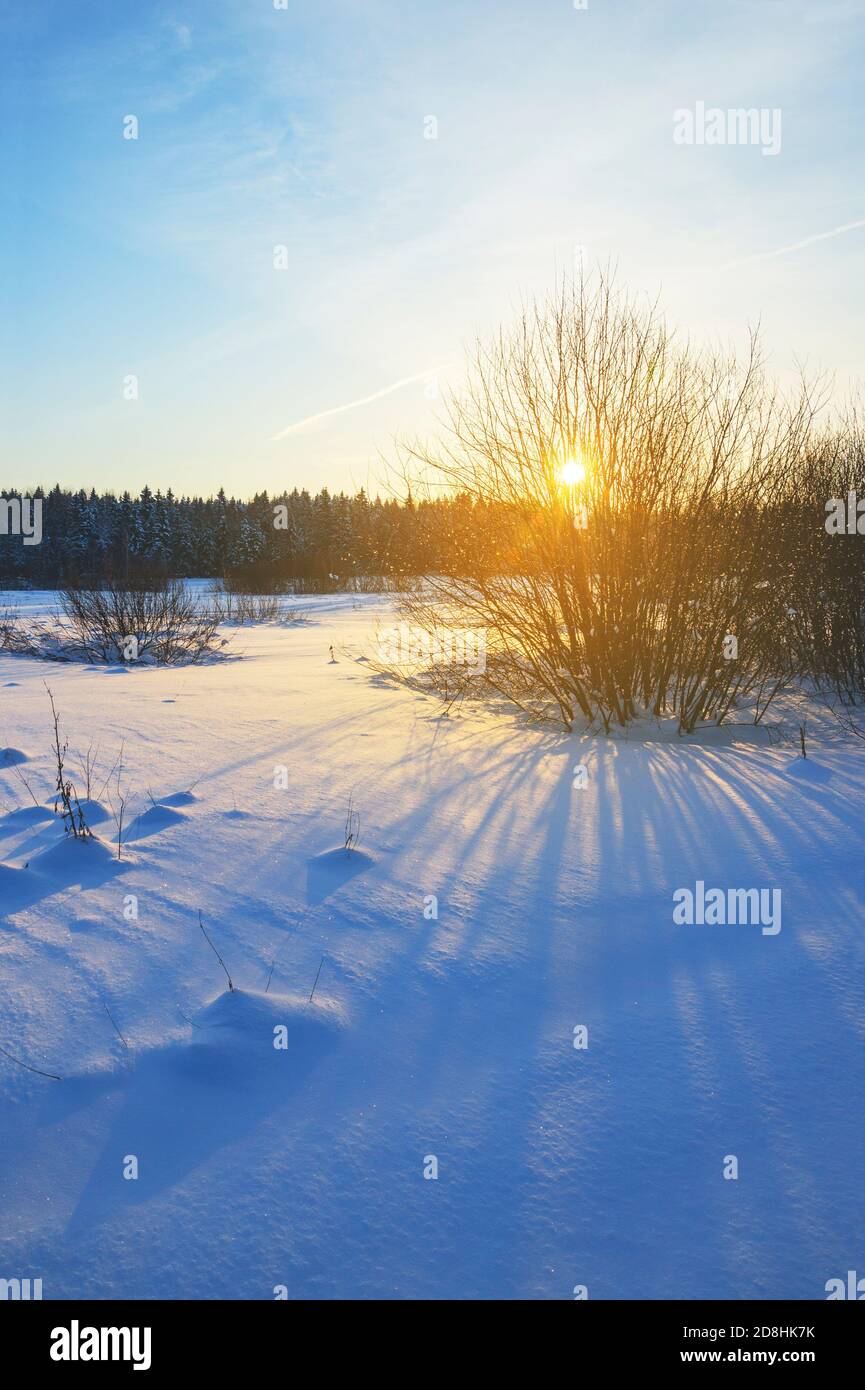 Frosty winter landscape with forest lawn illuminated by the light of rising sun. Stock Photo