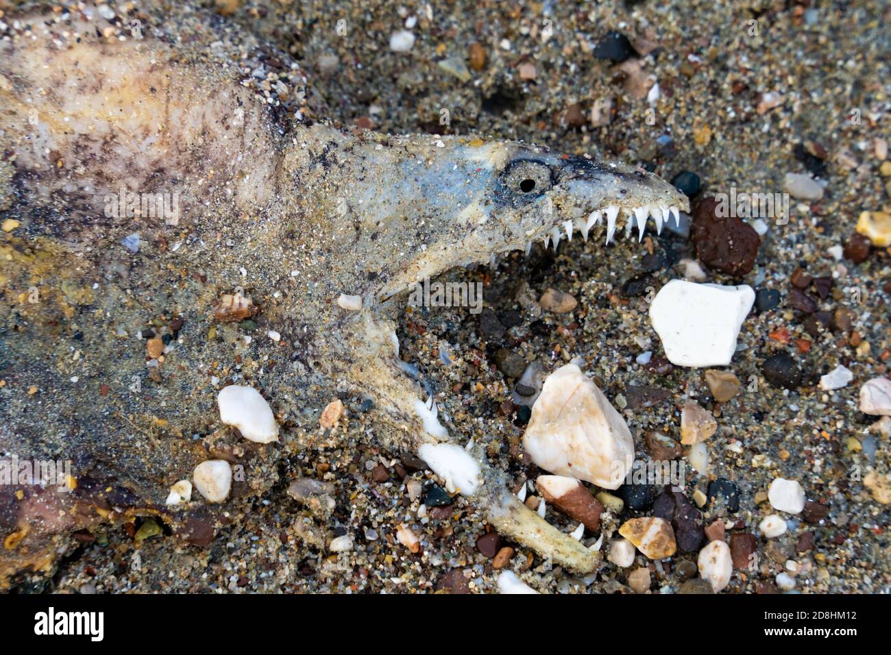 Stranded moraine (moray) eel on a beach in Tolo, near Nafplio, Southern Peloponnese, Greece Stock Photo