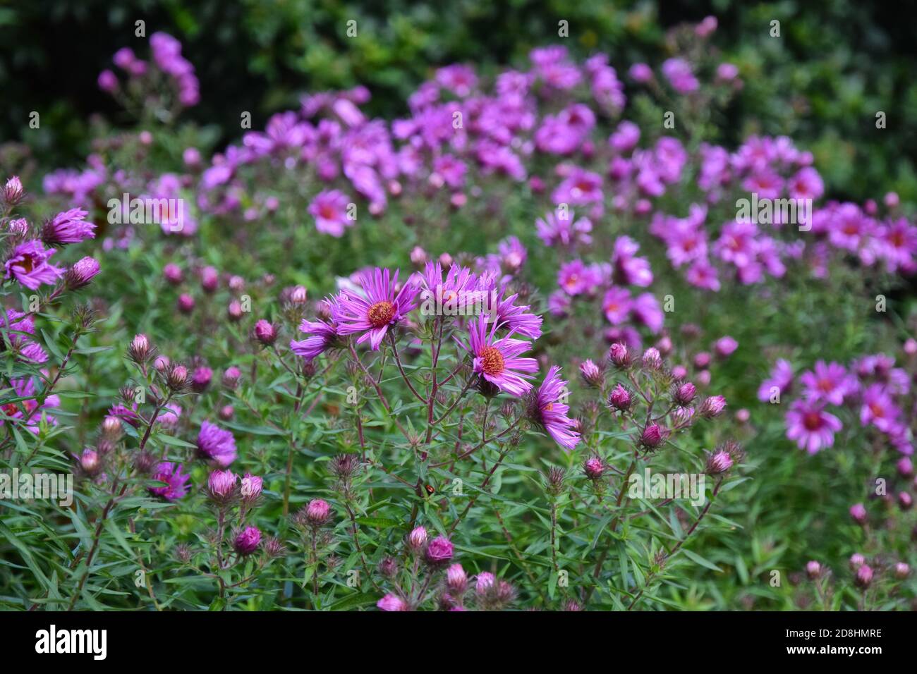 michaelmas daisies Stock Photo