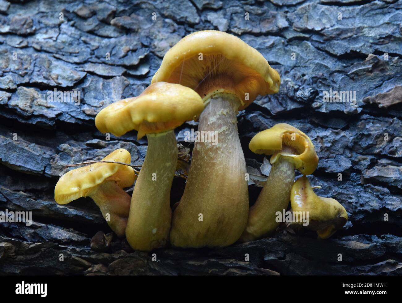 Fungus growing on a dead tree Stock Photo - Alamy