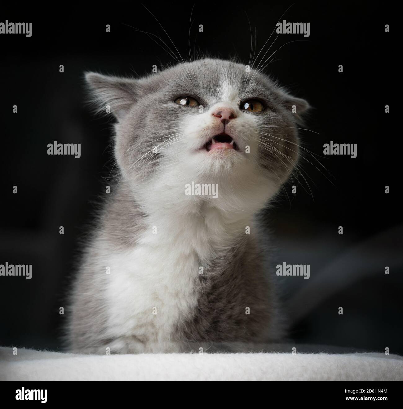 cute young british shorthait kitten with open mouth meowing Stock Photo