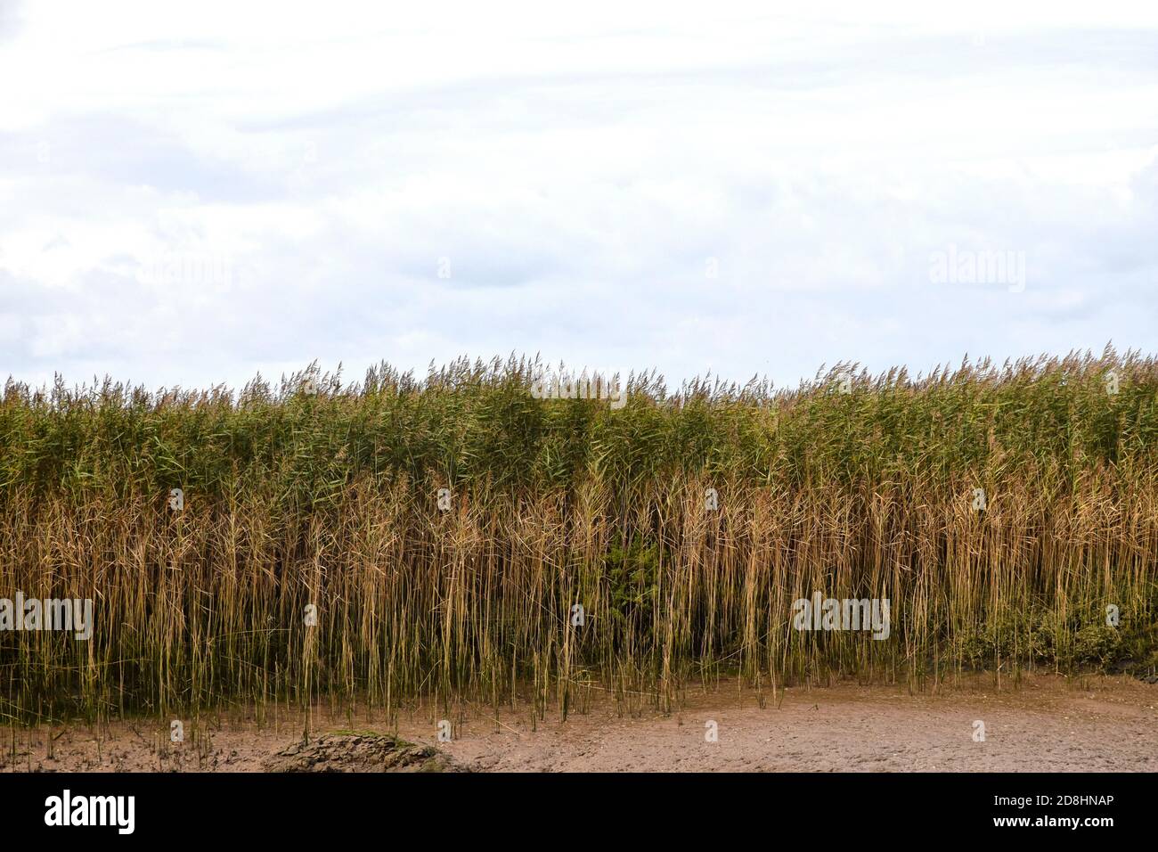 a reed bed, north norfolk, england, uk Stock Photo Alamy