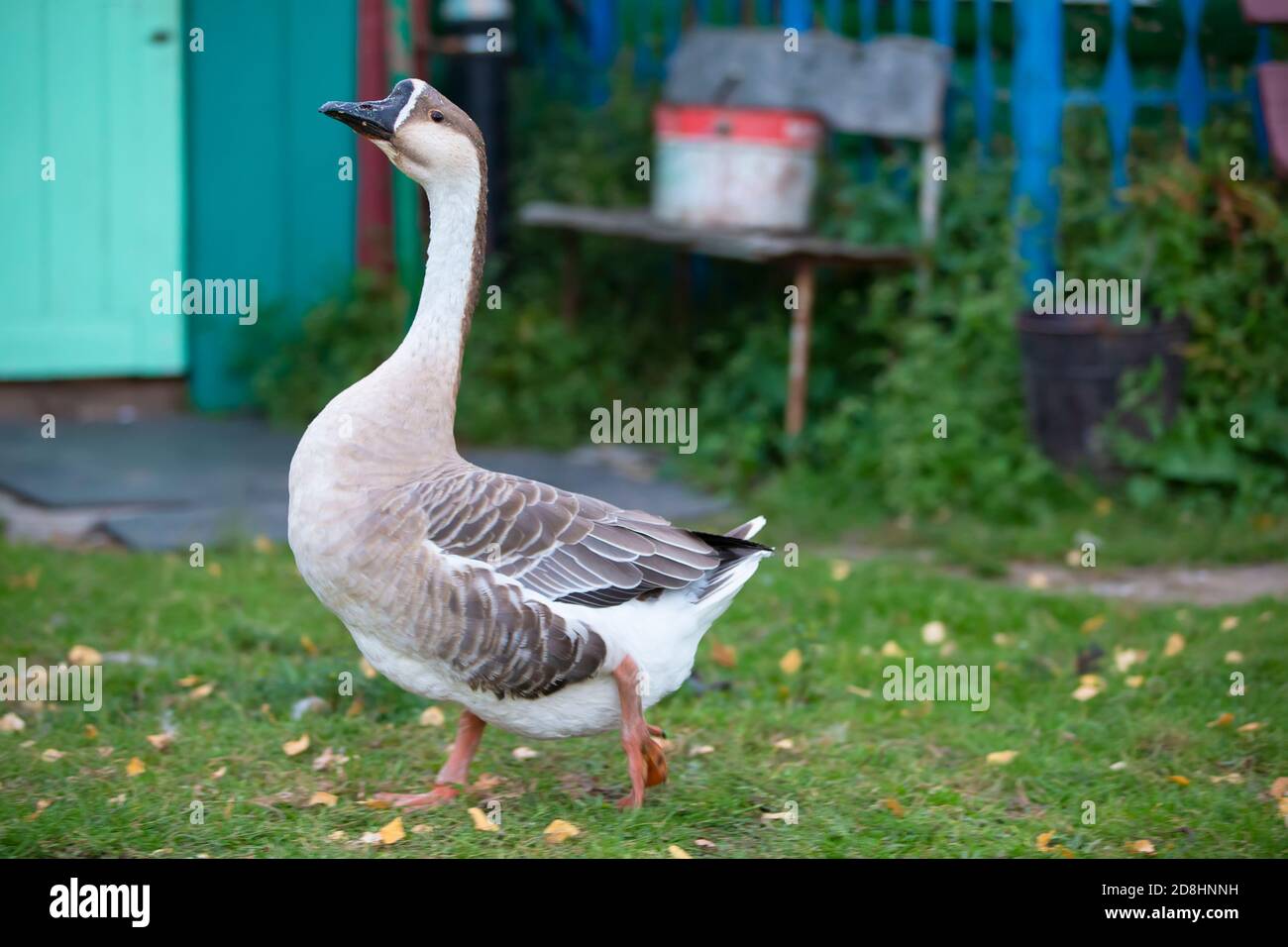A beautiful domestic goose walks on the green grass. Stock Photo