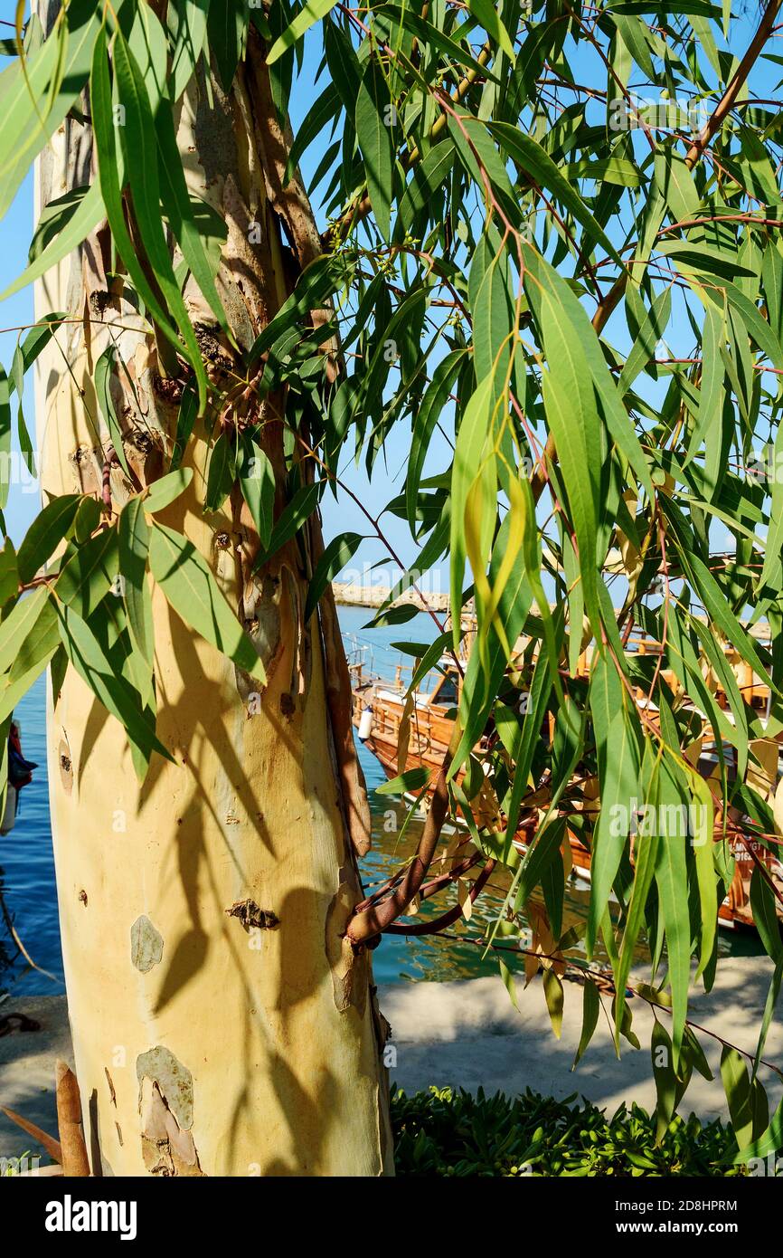 Eucalyptus tree, eucalyptus leaves, branches. A view of the sea through