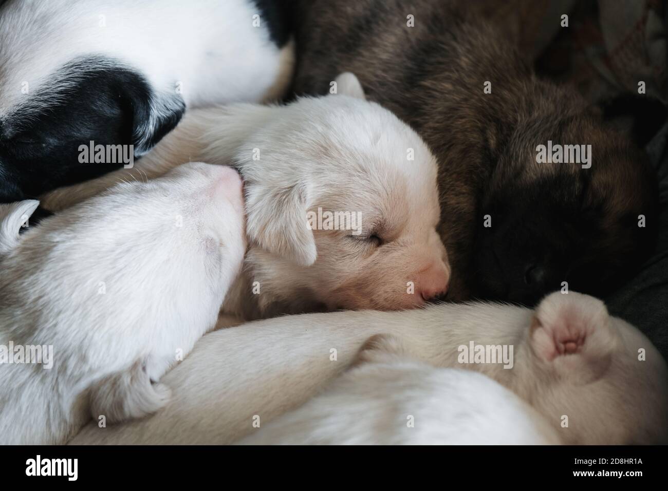 Cute newborn dog female puppy sleeping with her brothers Stock Photo