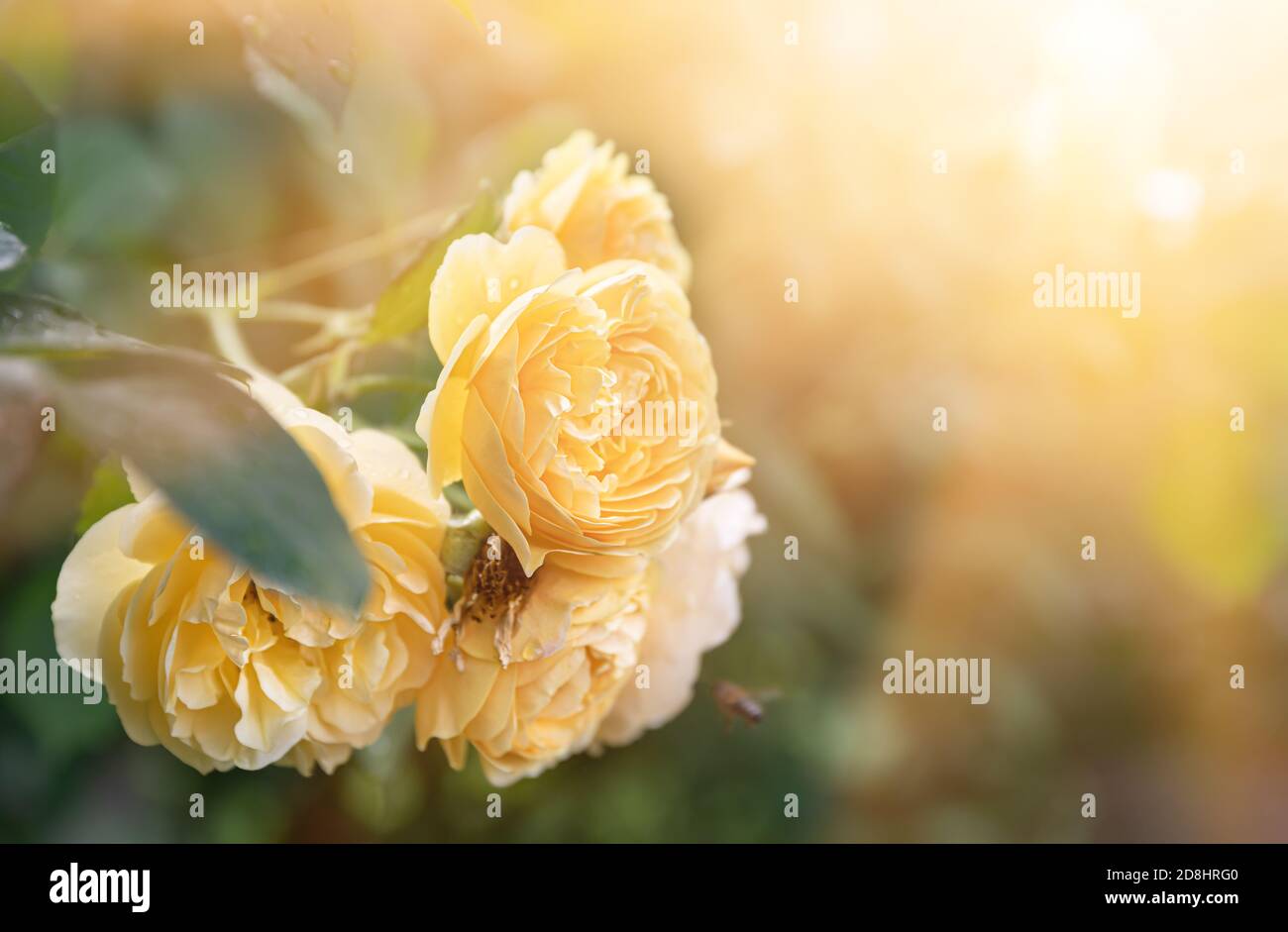 Gentle nature background with blooming roses. Beautiful rose flowers in ...
