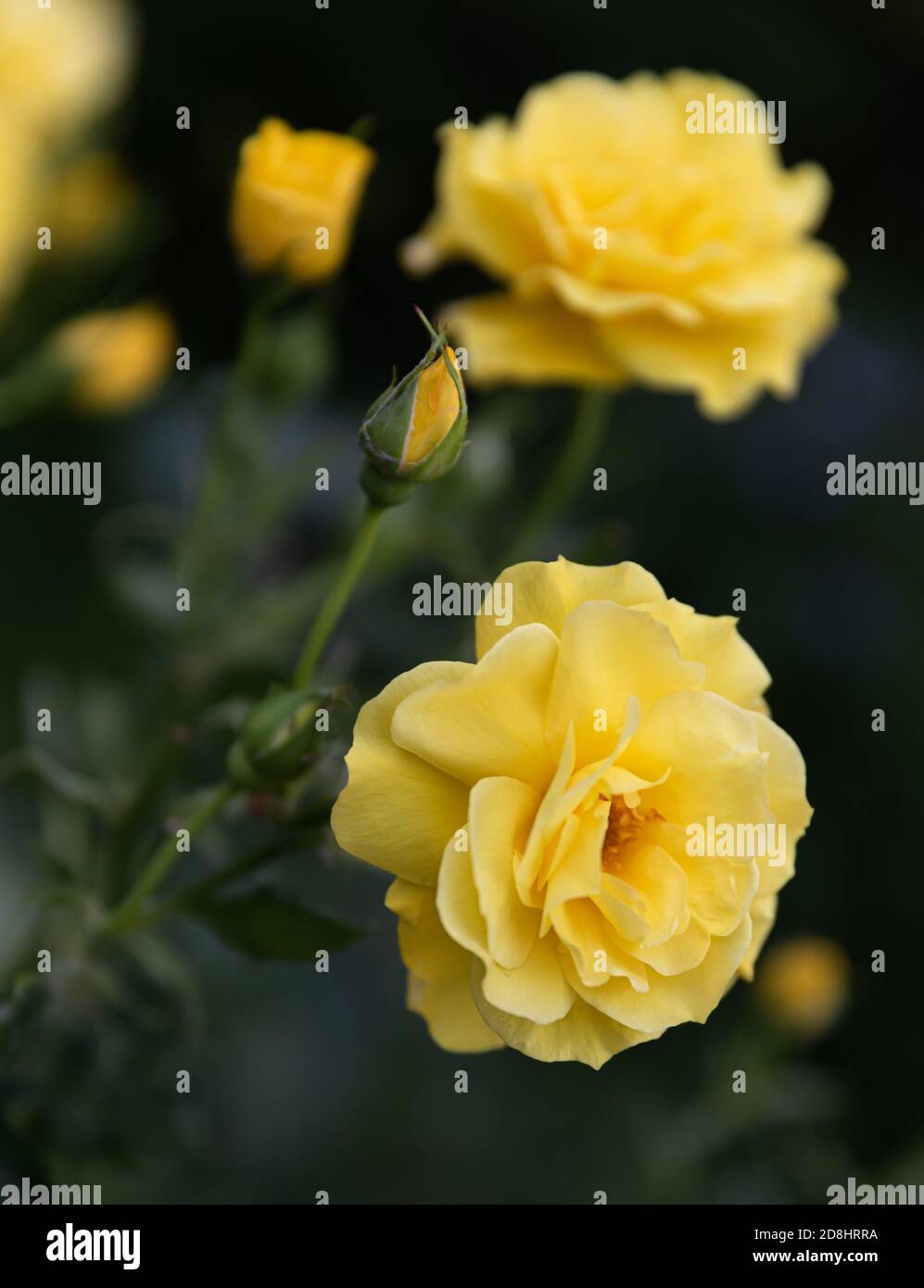 Gentle nature background with blooming roses. Beautiful rose flowers in  garden. Floral romantic image Stock Photo - Alamy