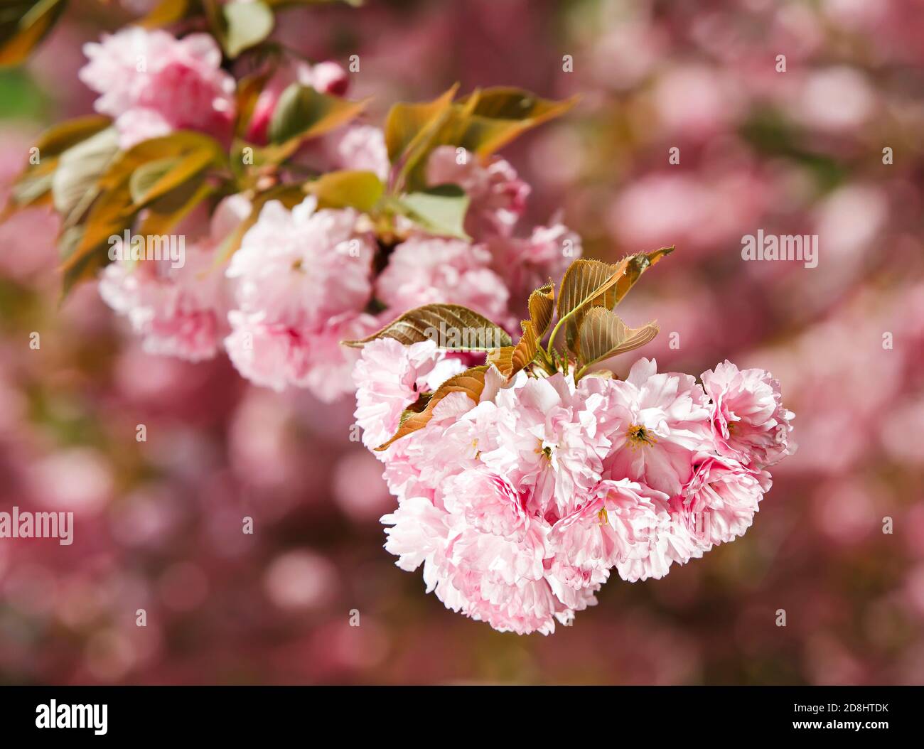 soft-focus-cherry-blossom-sakura-hi-res-stock-photography-and-images