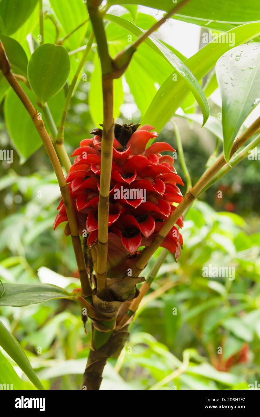 Pineapple ginger latin name Tapeinochilos ananassae also known as wax ginger a tropical plant native to Queensland and Papua New Guinea Stock Photo