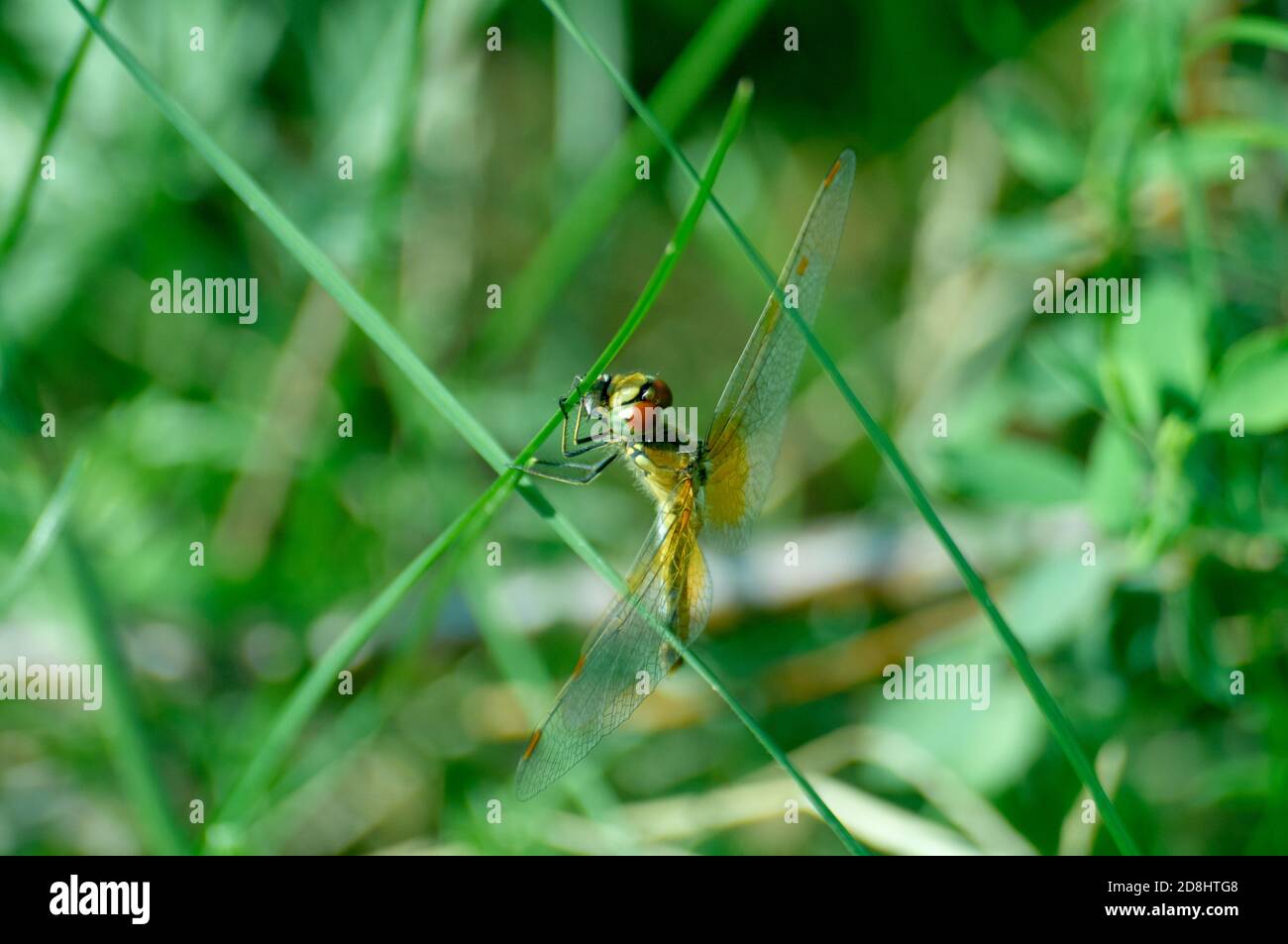 Yellow dragonfly perched on a blade of grass in the summer sunshine ...