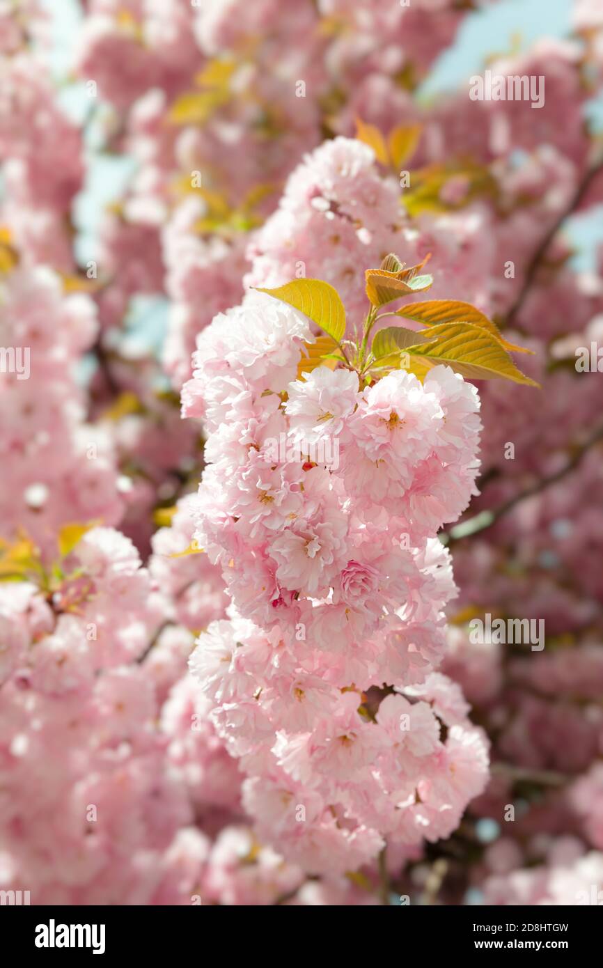Sakura trees. Spring Cherry blossoms, pink flowers. Background with ...