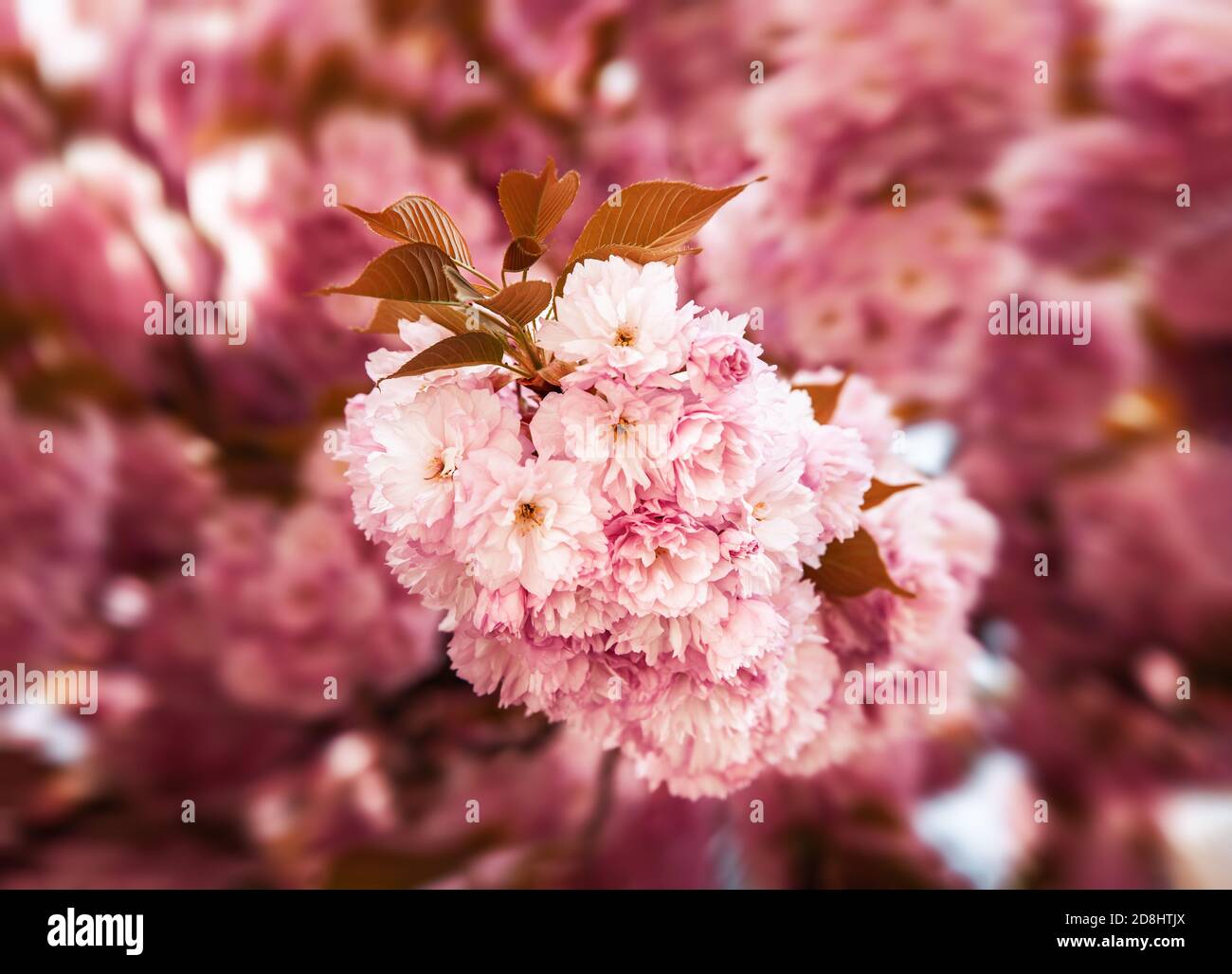 Sakura trees. Spring Cherry blossoms, pink flowers. Background with ...