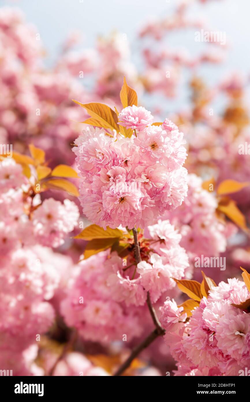 Sakura trees. Spring Cherry blossoms, pink flowers. Background with ...