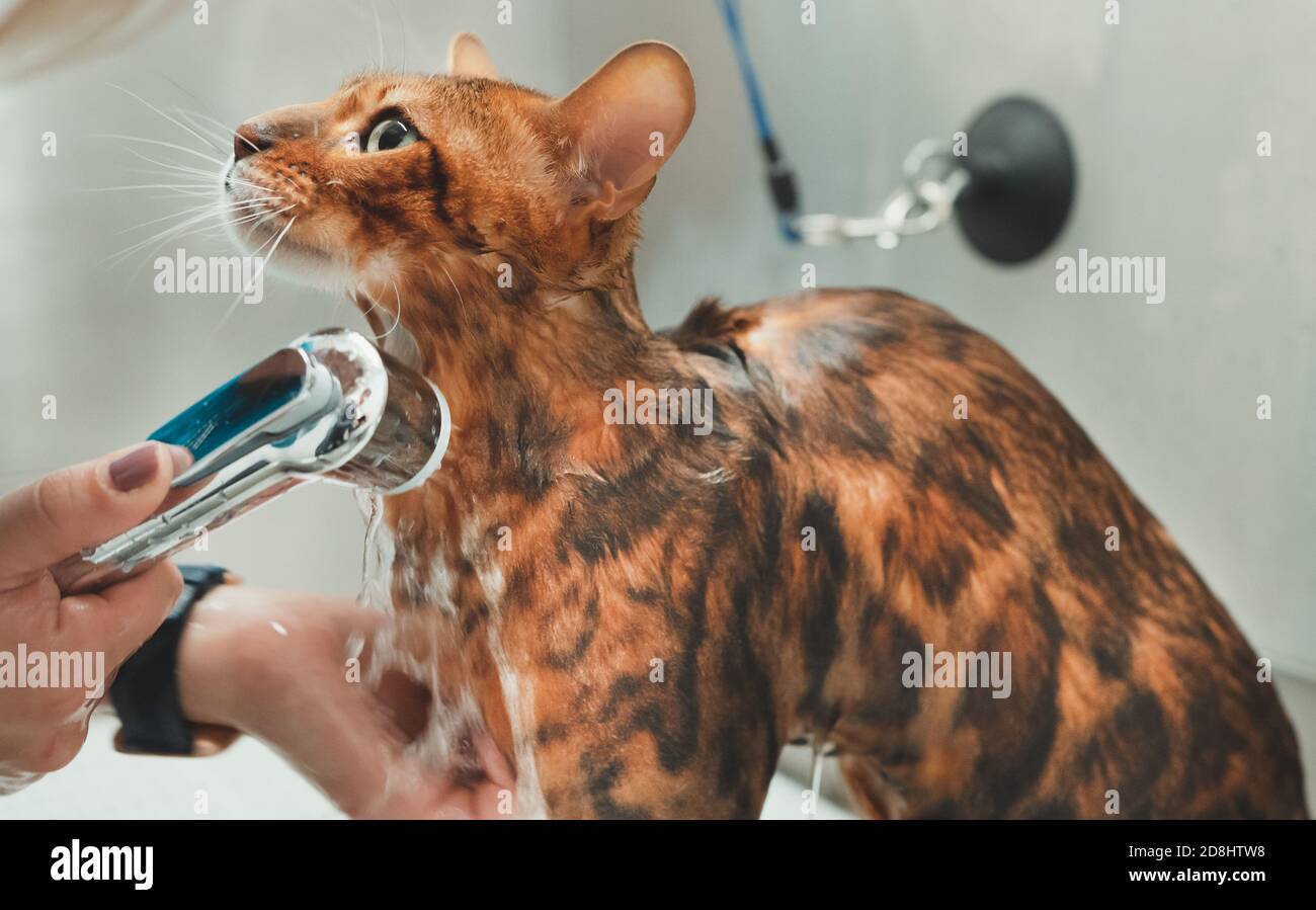 Professional grooming hires stock photography and images Alamy