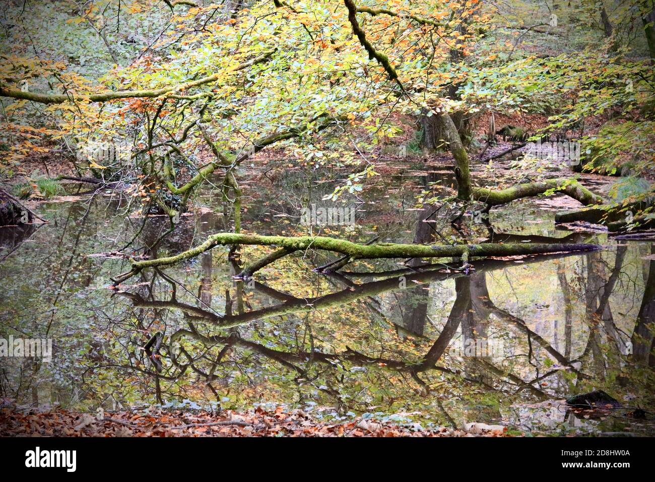 Woodland trees reflected in a lake in autumn Stock Photo - Alamy