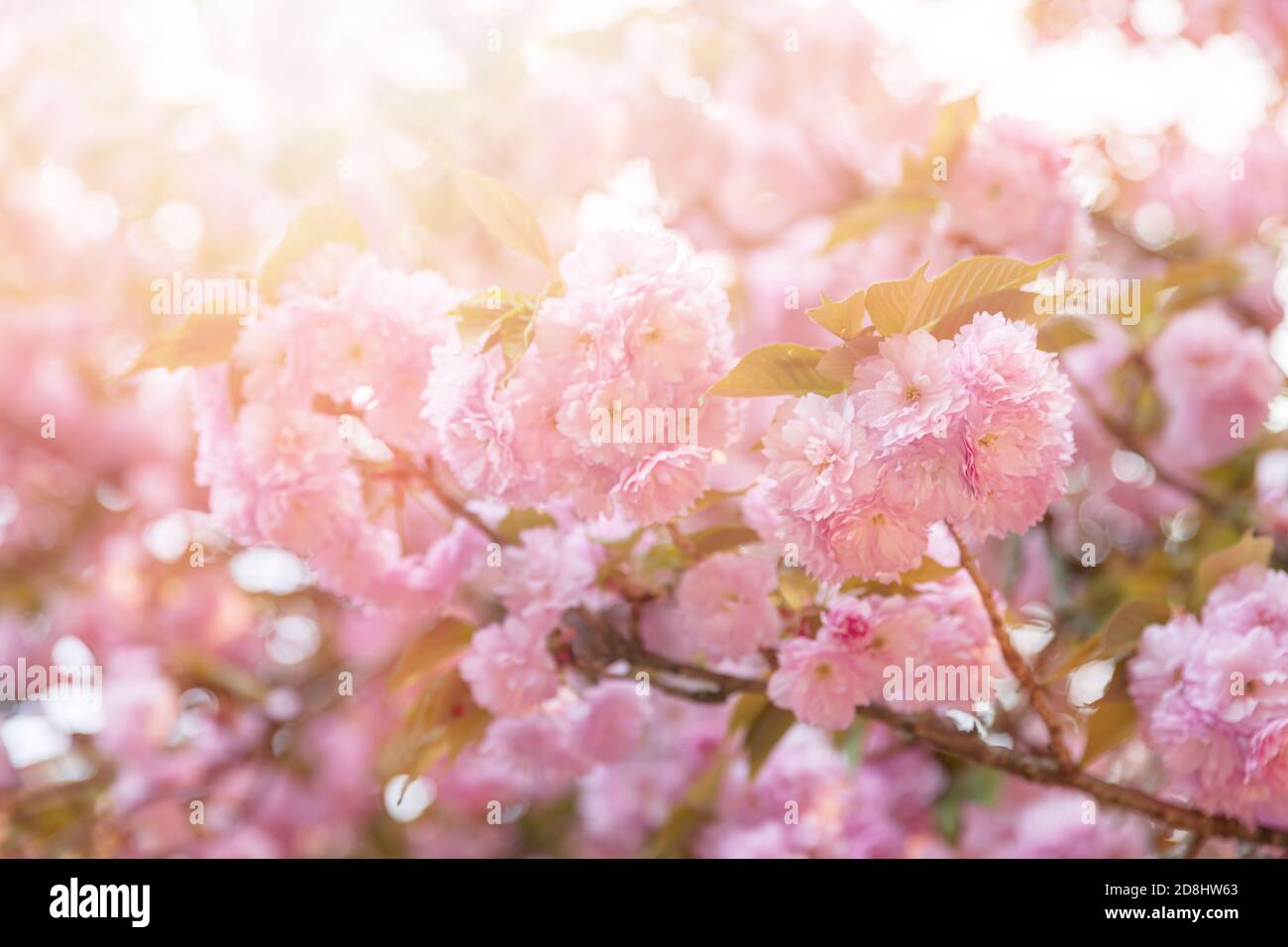 Sakura trees. Spring Cherry blossoms, pink flowers. Background with ...