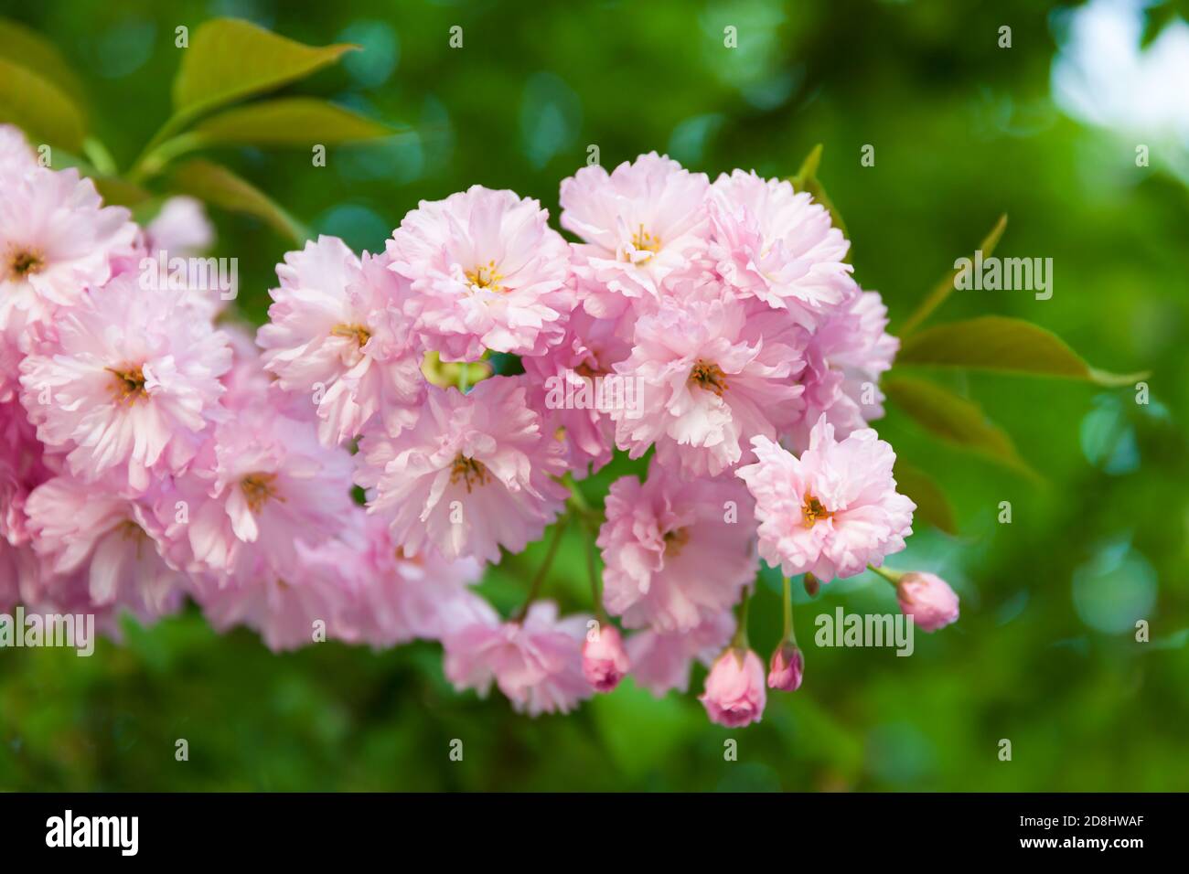 Sakura trees. Spring Cherry blossoms, pink flowers. Background with ...