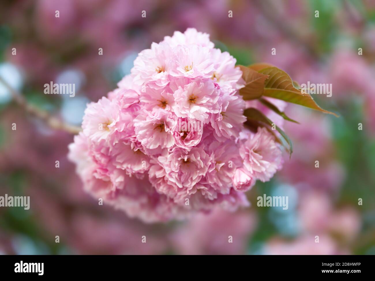 thumbnail image 2 of Sakura Trees. Spring Cherry Blossoms, Pink Flowers. Background With Flowers On A Spring Time Image383938570 2 of 9