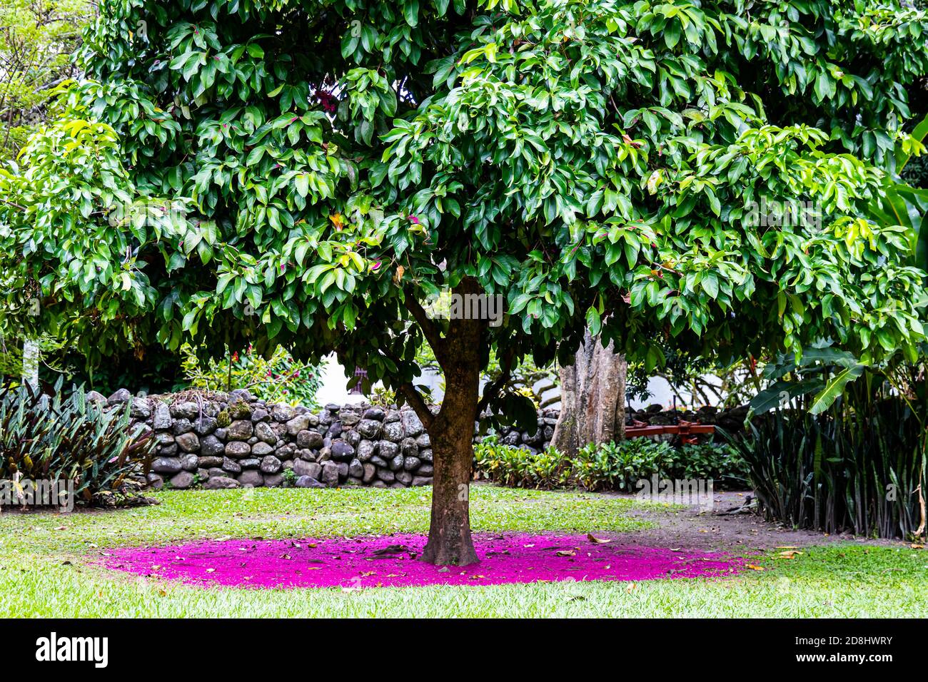 Beautiful pink carpet of flowers under a Malay rose apple (Syzygium malaccense ) tree Stock Photo
