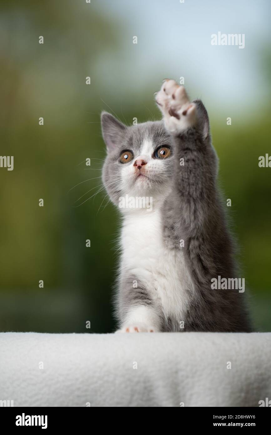 kitten raising paws