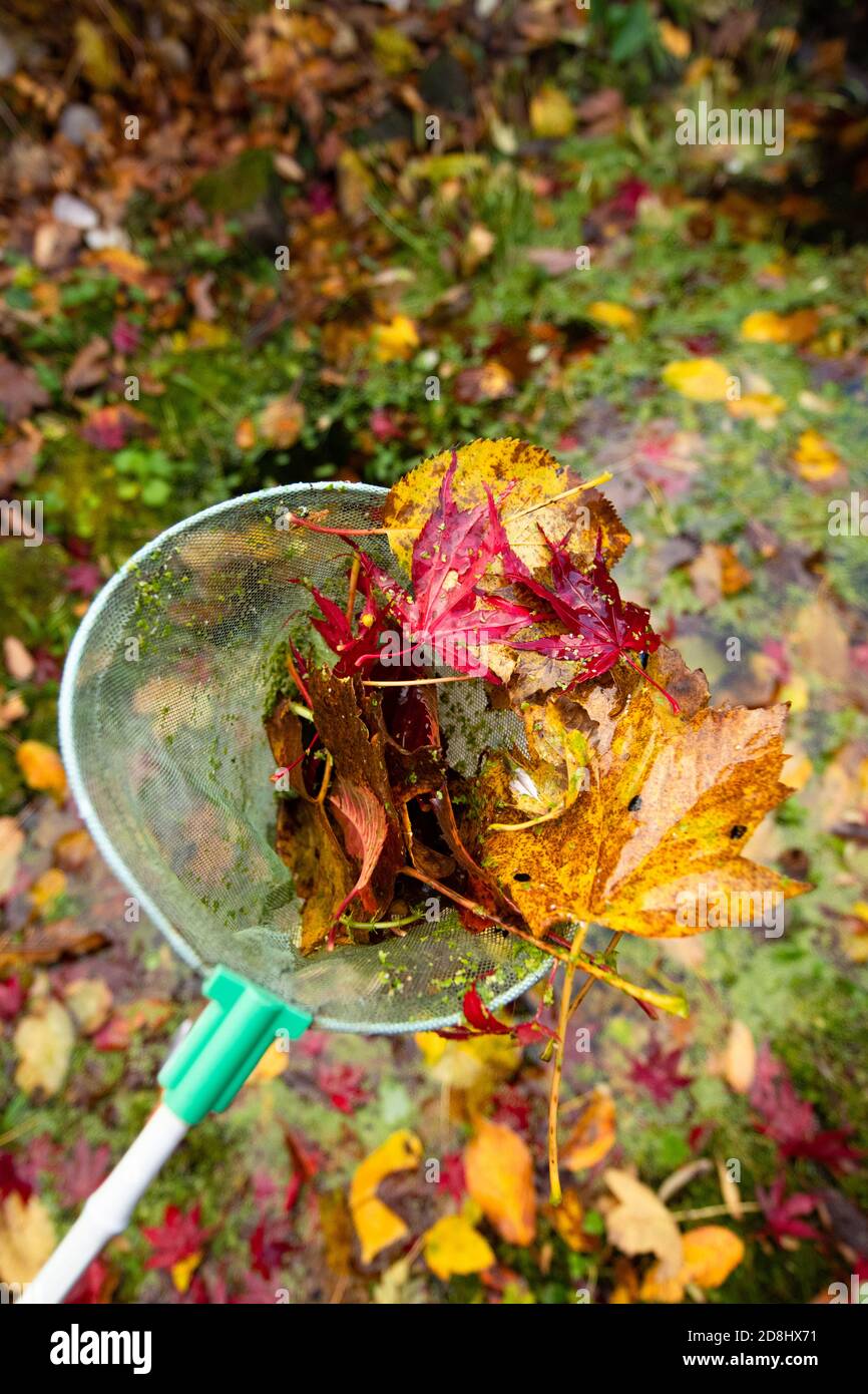 clearing leaves and duckweed from a small garden wildlife pond in autumn using a fishing net - UK Stock Photo