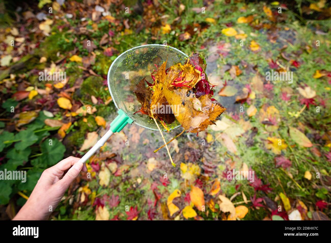 clearing leaves and duckweed from a small garden wildlife pond in autumn using a fishing net - UK Stock Photo
