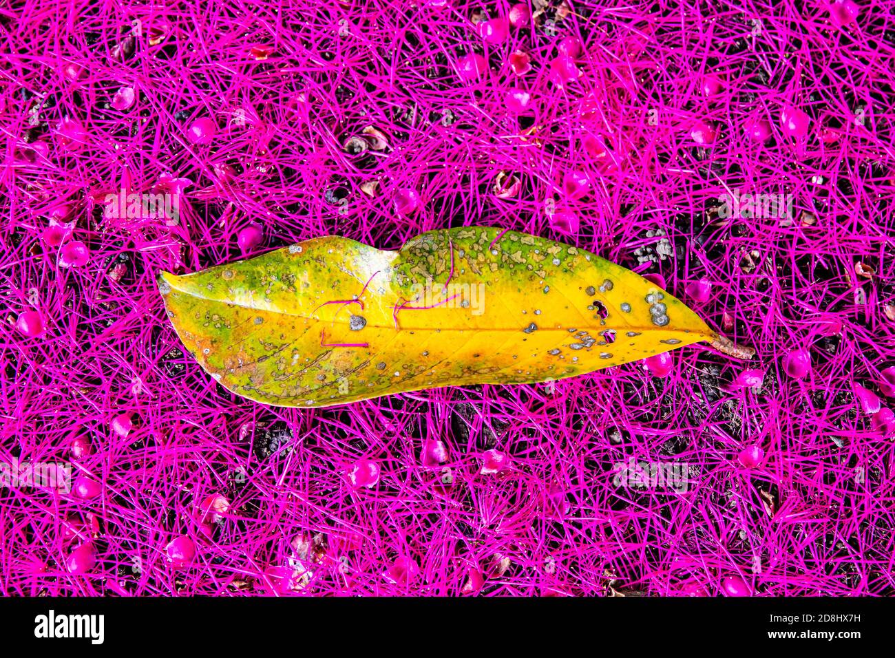 Leaf of a Malay rose apple tree (Syzygium malaccense ) over a  beautiful pink carpet of its flowers Stock Photo