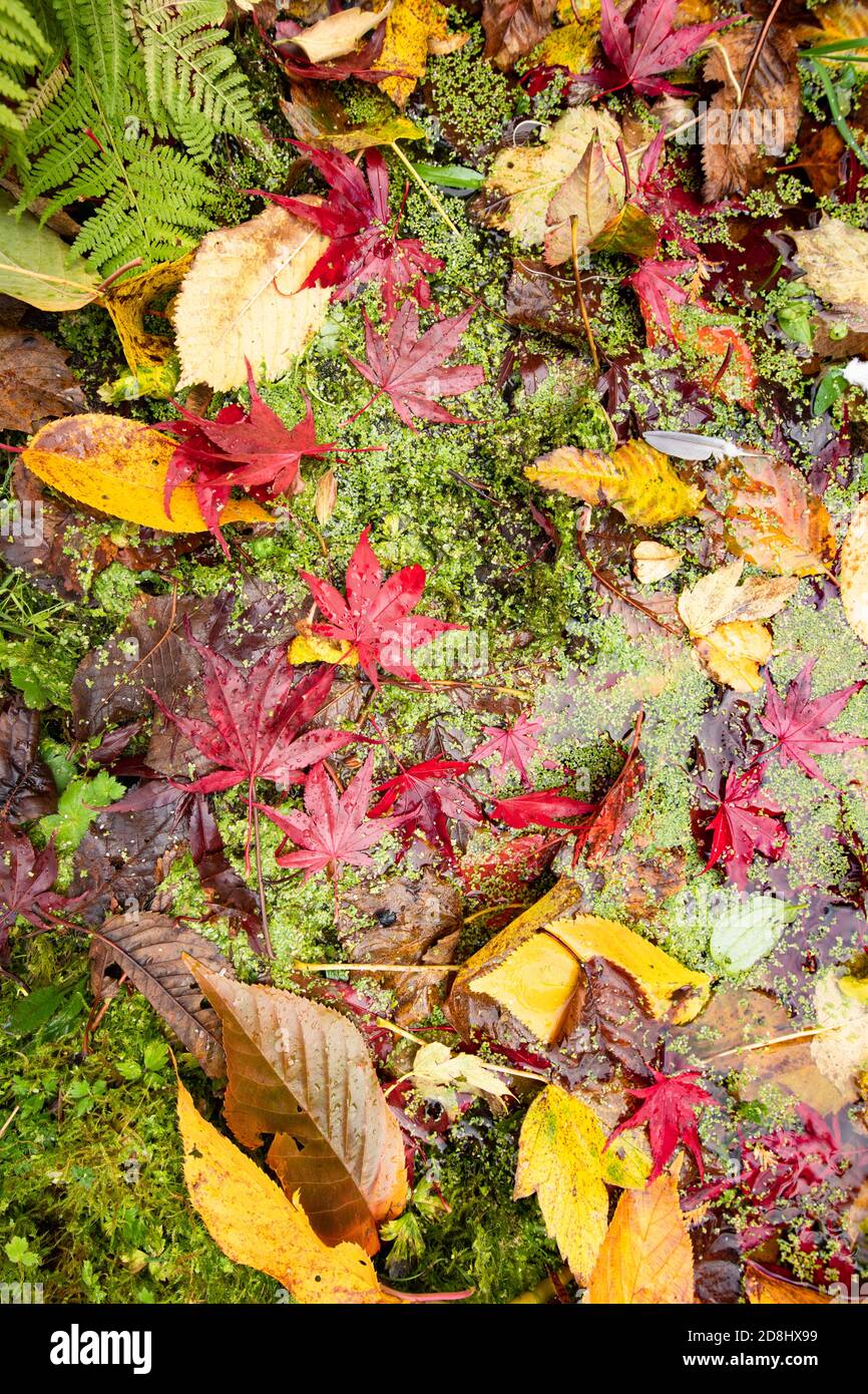 garden wildlife pond in autumn with colourful fallen leaves and duckweed - UK Stock Photo