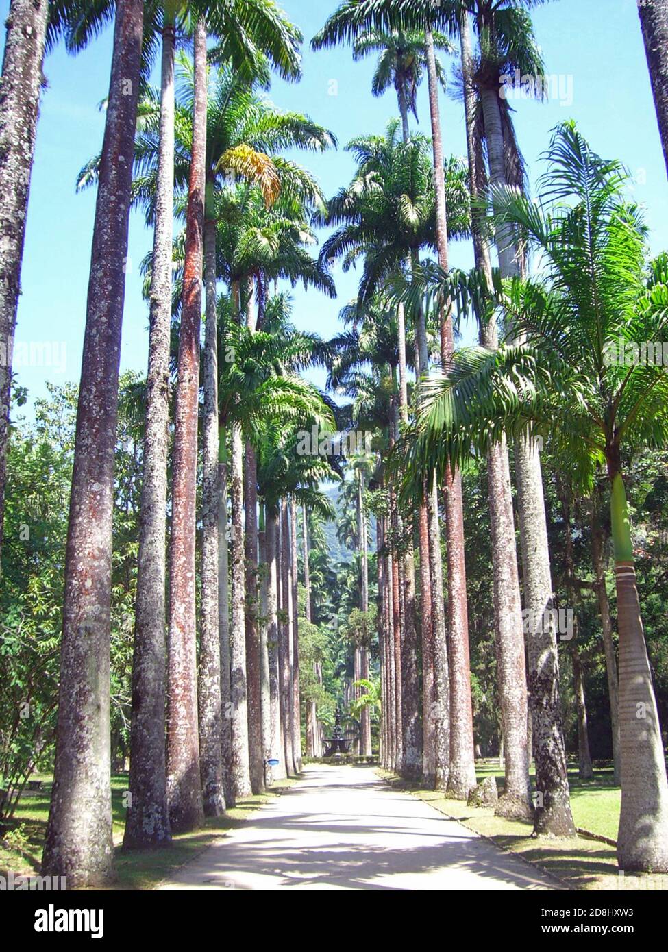Brésil, Jardin botanique de Rio de Janeiro Stock Photo Alamy