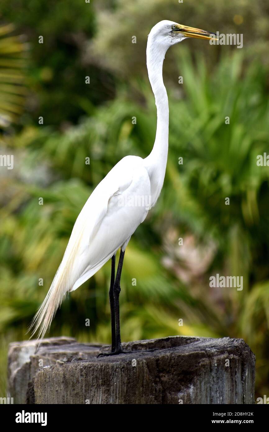 Selective focus vertical shot hi-res stock photography and images - Alamy