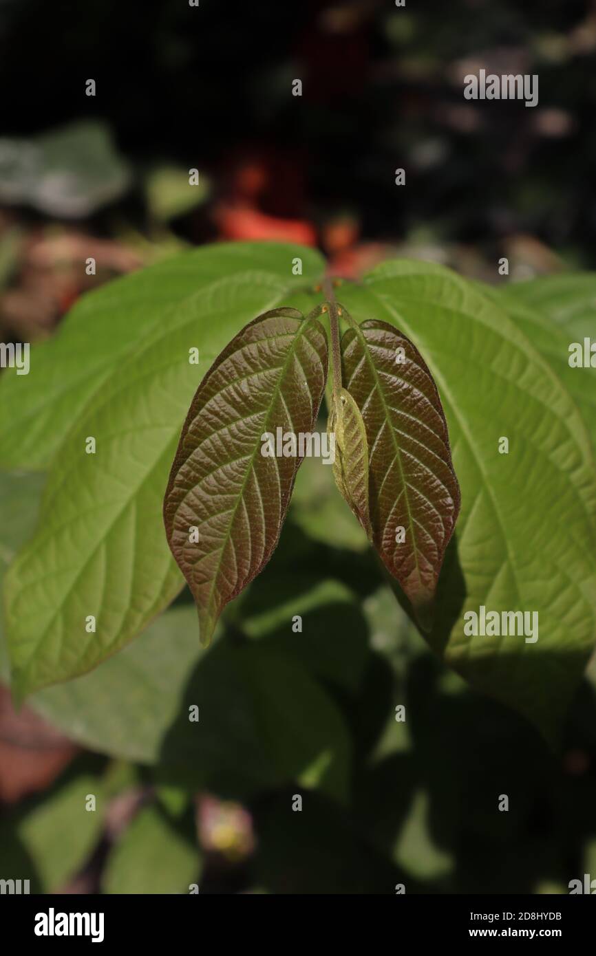 Colorful Newly grown Kratom Plant (Mitragyna speciosa) leaves. This plant also used for creating traditional medicines in some countries of south east Stock Photo