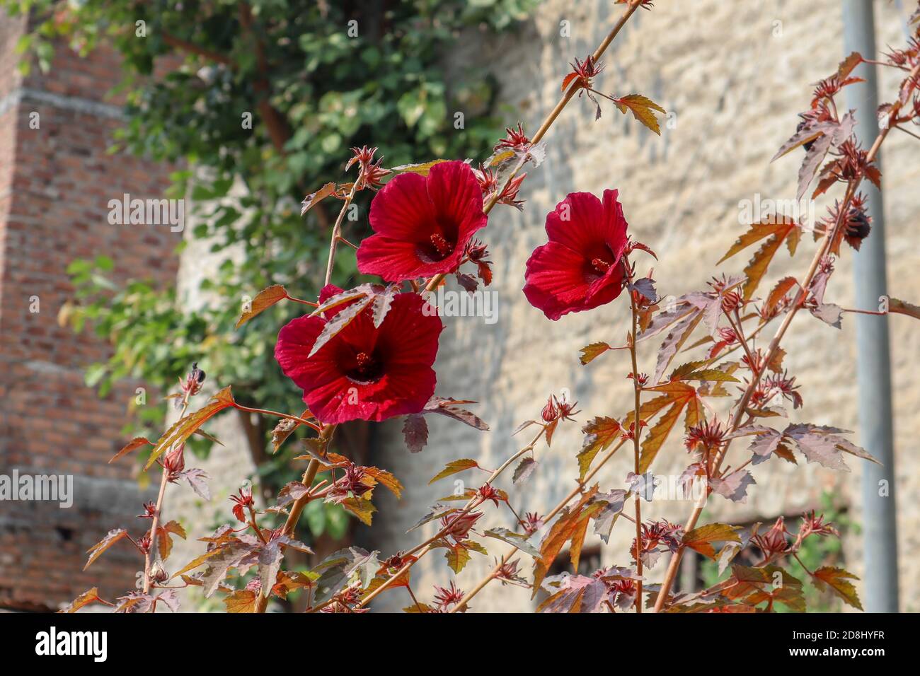 False Mallow High Resolution Stock Photography and Images - Alamy