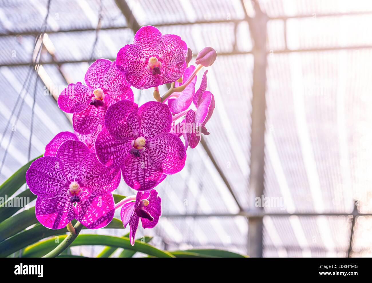 Orchid, Vanda sanderiana, considered, As the Queen of Philippine, Orchid flowers, on blurred, nature background, Macro Stock Photo