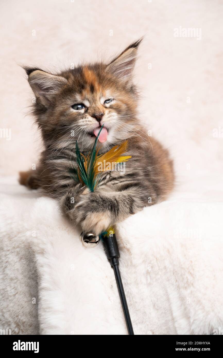 calico maine coon kitten lying on soft blanket playing with feather toy