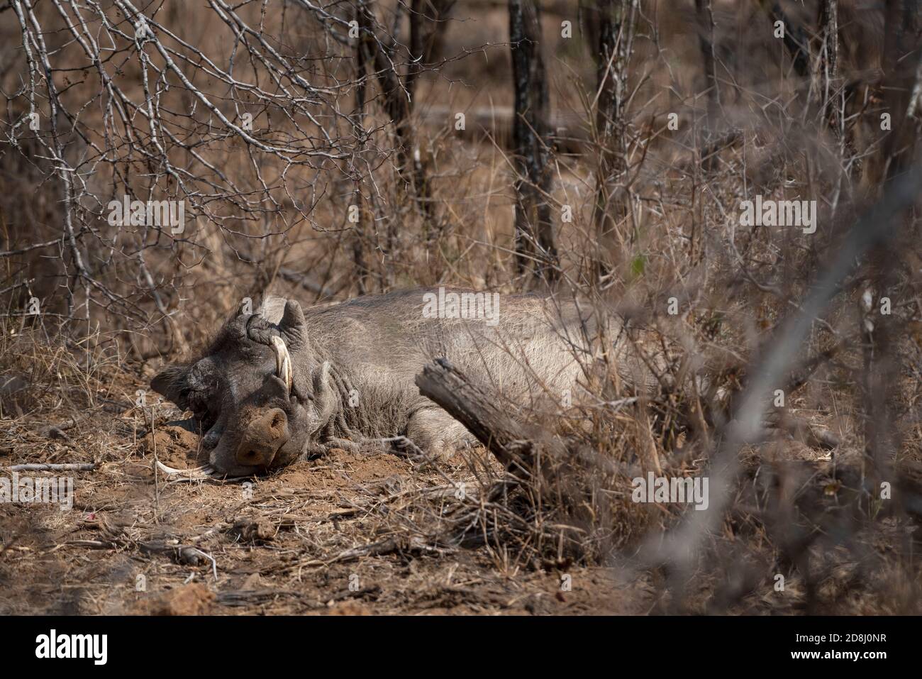 A male warthog fast asleep on a hot day Stock Photo
