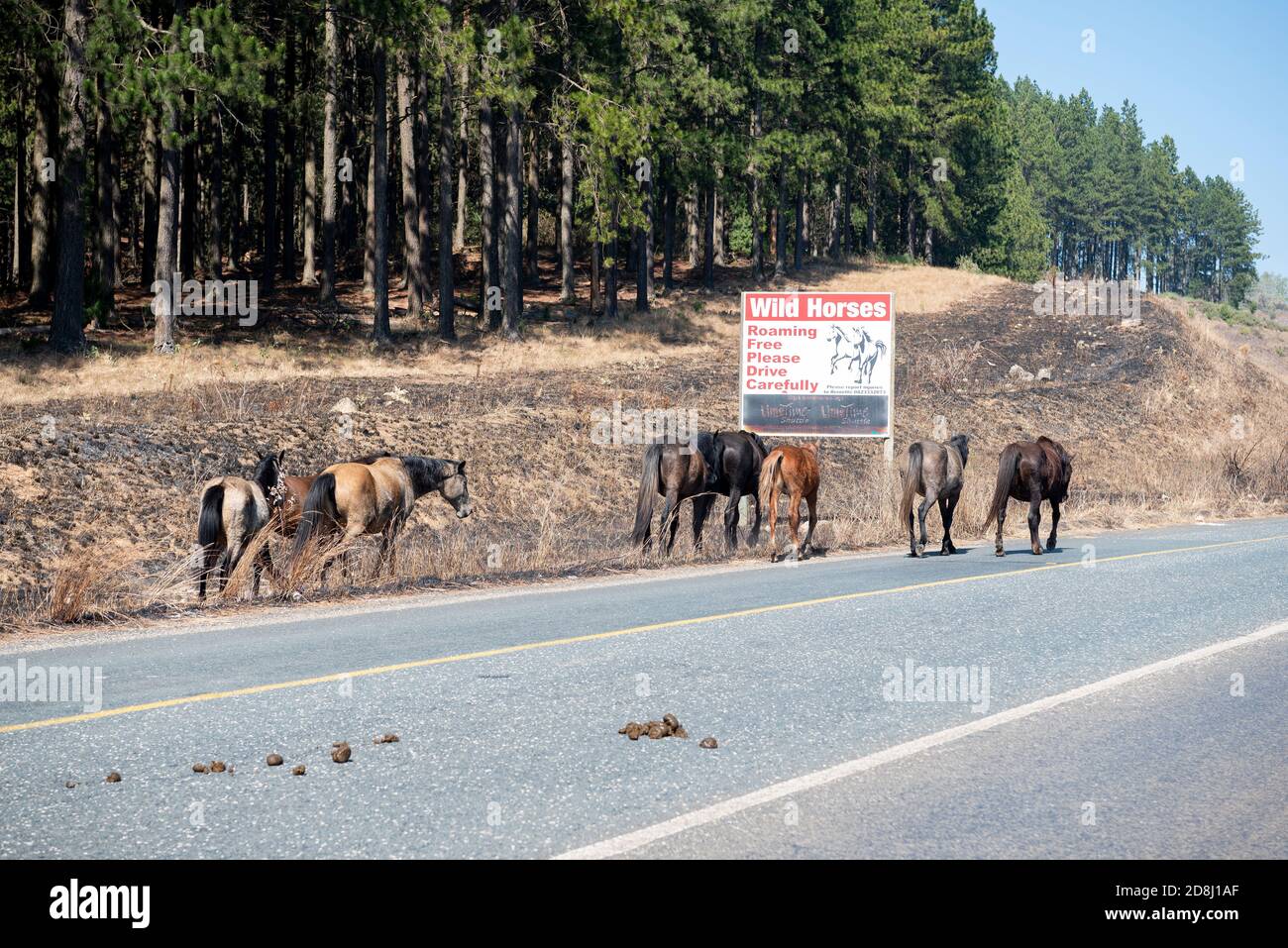A small group of wild horses walking past the wild horses sign outside Kaapsehoop Stock Photo